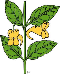 Grafică vectorială impatiens madalin plante