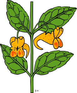 Vector drawing of impatiens capensis plant