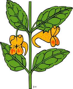 Desenho de impatiens capensis planta vetorial