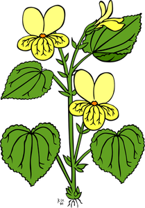 Illustrazione vettoriale del fiore di viola glabella