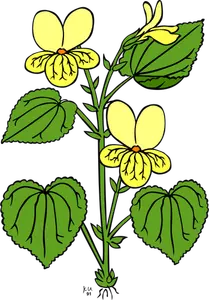האיור וקטור של ויולה glabella פרח