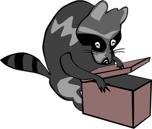 Raccoon opening box vector illustration in color