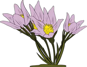 Anemone Patens plante vectoriale