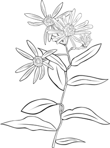 Western Showy Aster vector drawing