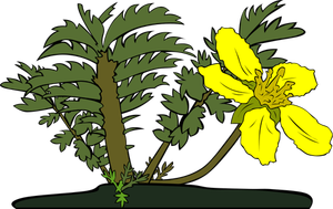 Potentilla anserina bloem