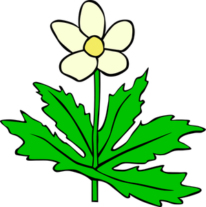 Anemone canadensis wektor