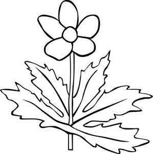 Anemone Canadensis flower outline vector image