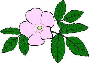 Rosa acicularis wektor