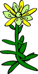 Saxifraga flower vector image