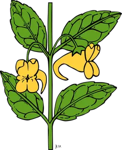 インパチェンス aurella ベクトル