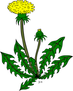 Dibujo vectorial de flor del diente de León