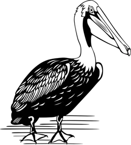 Desenho de vetor de pelicano