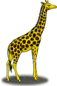 Girafe couleur vector clipart
