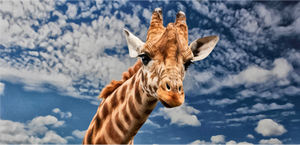 Dessin d'art en ligne girafe tachetée vectoriel
