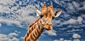 Dessin d'art en ligne girafe tachetée vectoriel