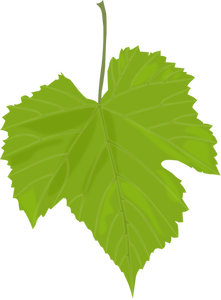 Grape leaf vector image
