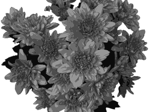 Flores en escala de grises