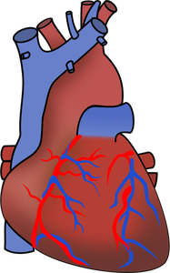 Vektorikuva sydämestä, jossa näkyy venttiilejä, valtimoita ja valtimoita