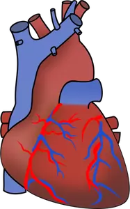 Vector afbeelding van hart tonen kleppen, slagaders en aders