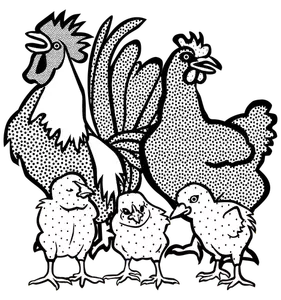 Kyckling familj