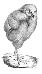 Illustrazione dell'uccello del Victorian