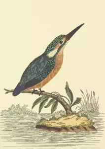Kingfisher burung pada gambar vektor cabang pohon