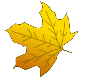 Yellow maple leaf vector image