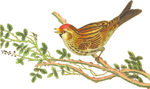Lesser redpoll on a tree branch clip art