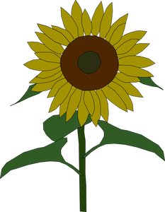 Grafică vectorială floarea soarelui