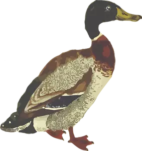Uccello del germano reale in grafica a colori