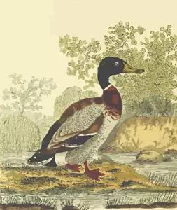 Pássaro de pato selvagem em clip-art natureza