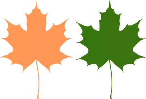 Orange and green maple leaves vector drawing