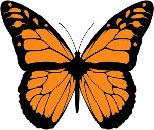Vector image of orange butterfly with wide spread wings