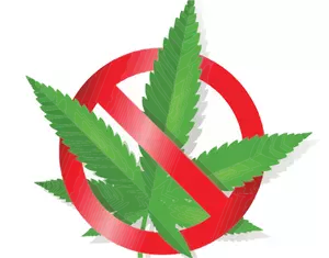 Aucun cannabis