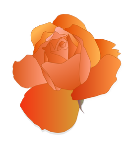 Oranje rose