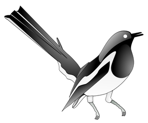 Ritning av orientaliska magpie-robin