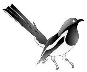 Drawing of oriental magpie-robin