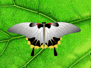 Vector illustraties van grijze vlinder op een blad