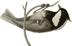 Parus ater pekinensis czepiam drzewo gałąź grafika wektorowa