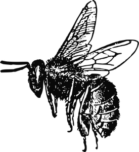 Flaying bee vector image