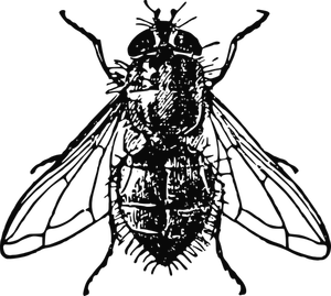 Ilustraţie de vector housefly