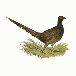 Pheasant in zoo vector clip art