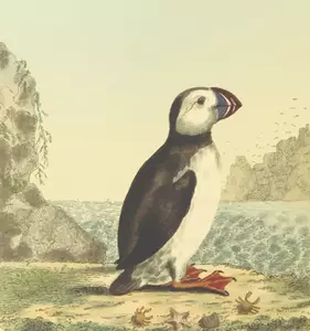 Illustrazione dell'uccello di specie di ZePequeno di colore pieno