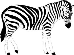 Zebra dyr