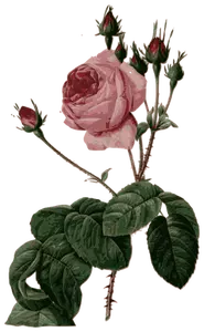 Blomstret rosa rose med blader