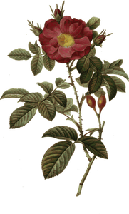 Wild rose en rozebottels
