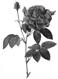Rosas silvestres en color gris