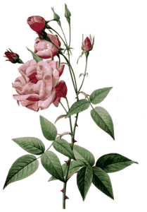 Netelige rozen
