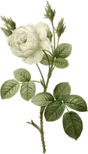 Putih bunga mawar dengan duri
