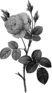 Enkel grijze rose